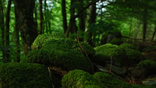 forest, wallpaper 4k, desktop backgrounds, trees, mousse, windows wallpaper, vegetation, undergrowth, rocks, beautiful nature, moss covered stones, lichen, pierre, cool backgrounds, free wallpaper, full hd wallpaper, trunk, bark, drink, wallpaper hd, landscape, green, mac wallpaper, nature, sheets, foliage, free background, 4k wallpaper 1920x1080, relax, hd wallpaper, nature background, restful, hiking, nature wallpaper, tree trunk, beautiful wallpaper, laptop wallpaper, field, tree branches, 4k wallpaper, wallpaper