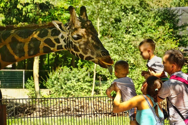 zoo, giraffe, tongue, people, nature, visitors, family, animal, wild animal, mammal, wildlife, africa, stains, neck, head, herbivores, wolf down, feed