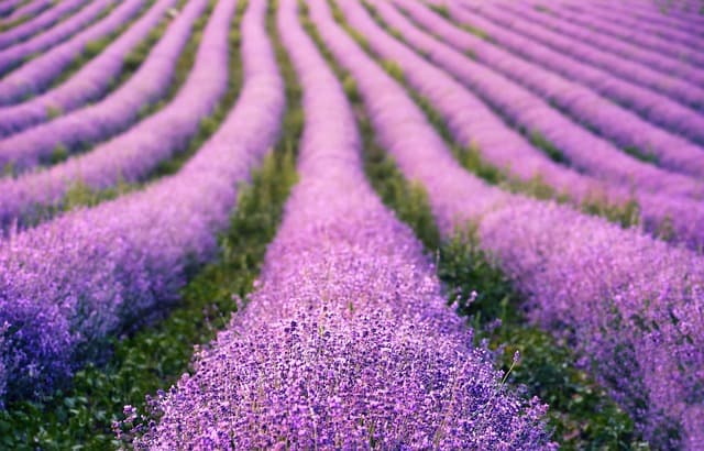 lavenders, flowers, lavender field, purple flowers, bloom, blossom, hd wallpaper, flora, nature, flowering plant, fragrance, plants, inflorescence, flower background, field, purple, beautiful flowers, summer, flower wallpaper